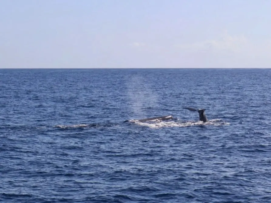 whale watching in dominica