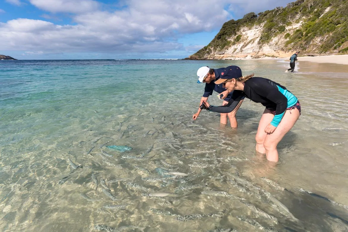 feeding fish at neds beach