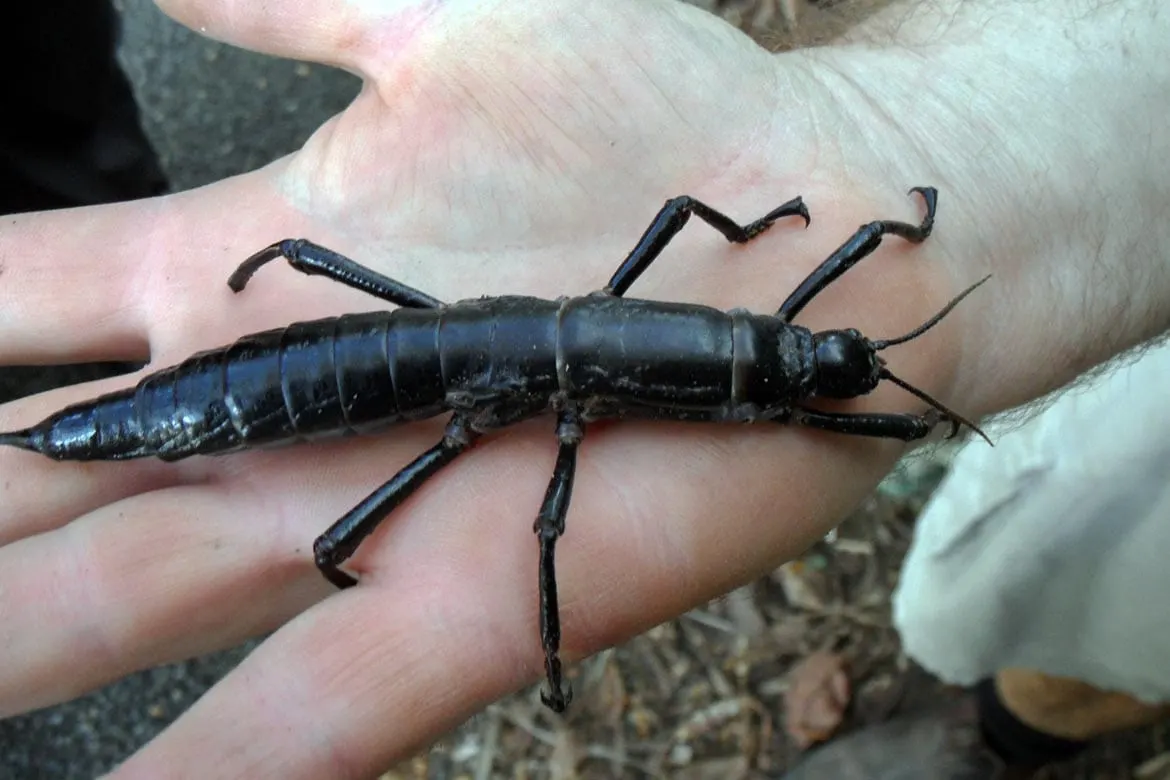 lord howe island stick insect