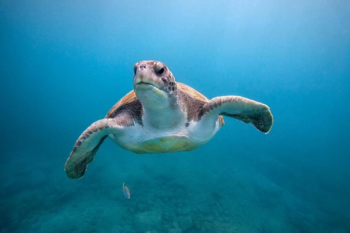 snorkelling with turtles