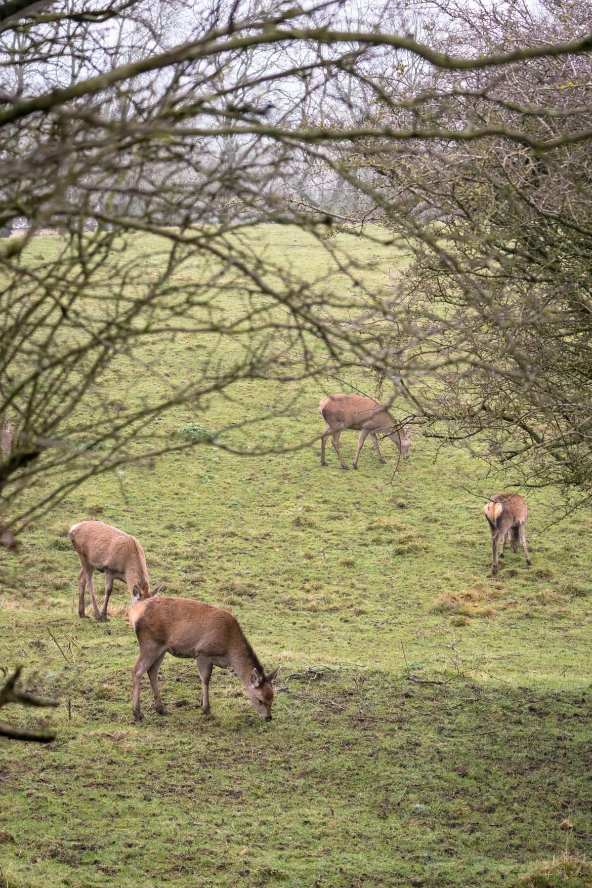 deer in the cotswolds
