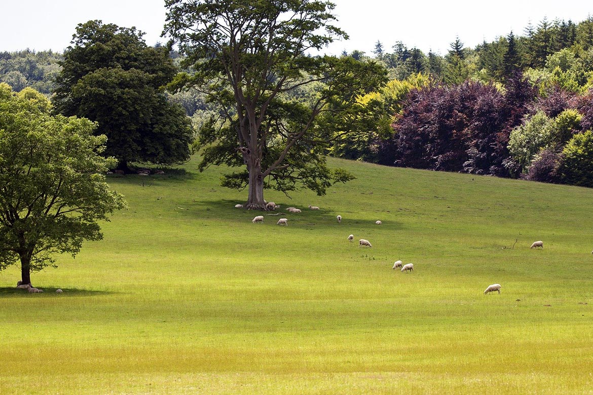 south downs way