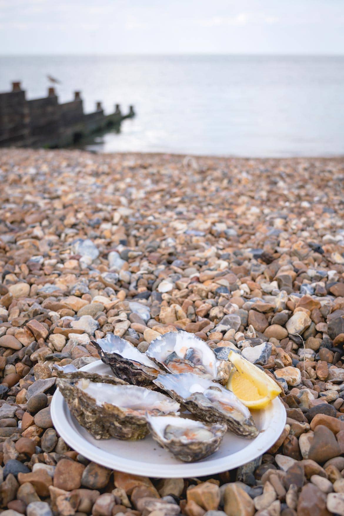 whitstable oysters