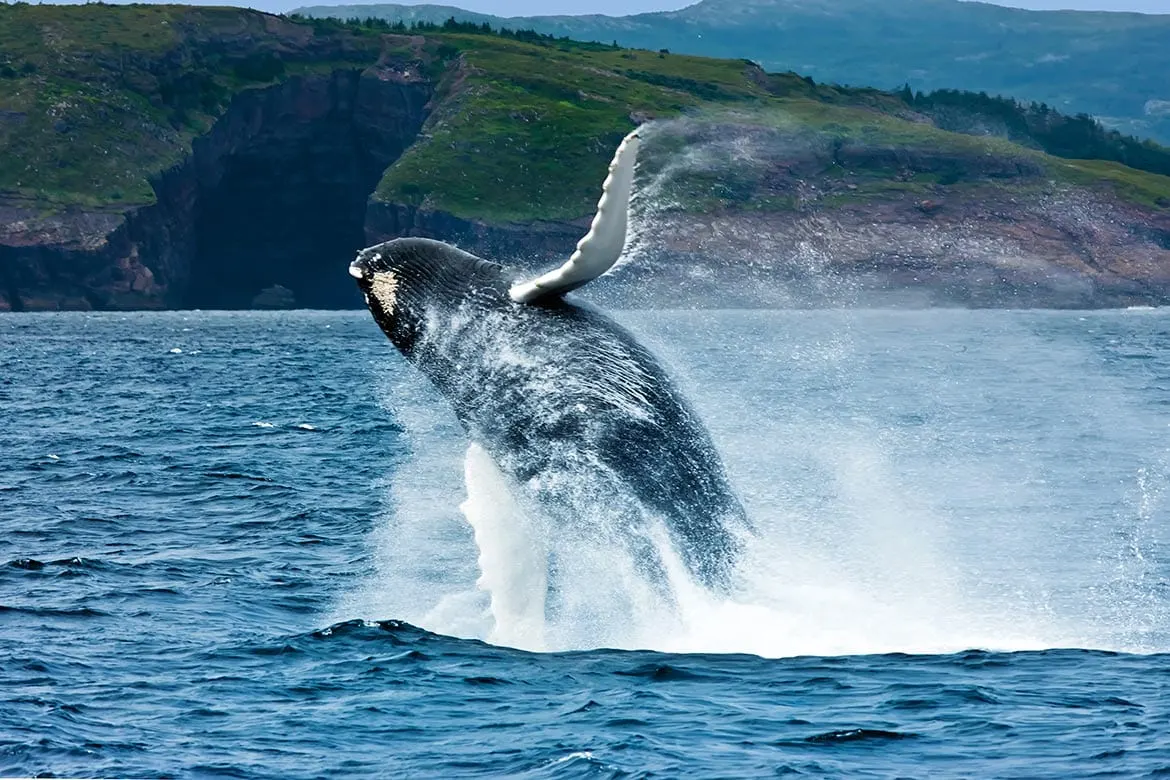 whale watching newfoundland and labrador
