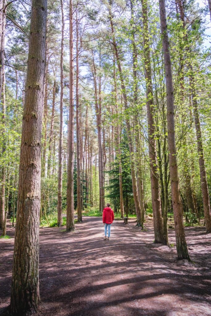 hamsterley forest