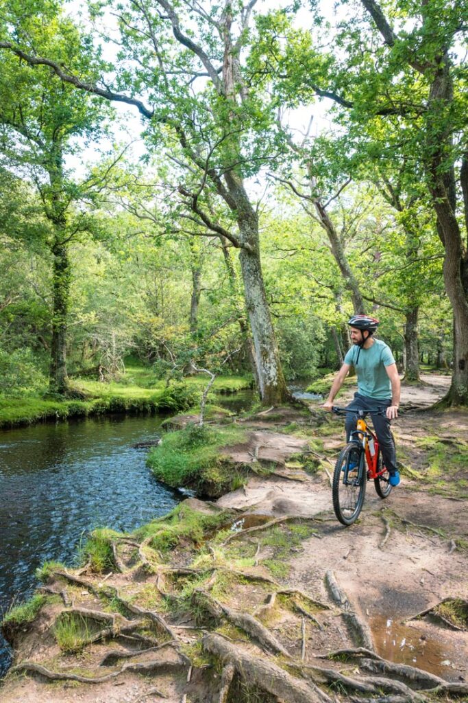 cycling new forest