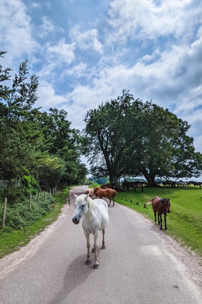 horses new forest