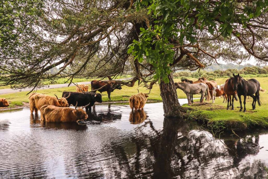 new forest hampshire