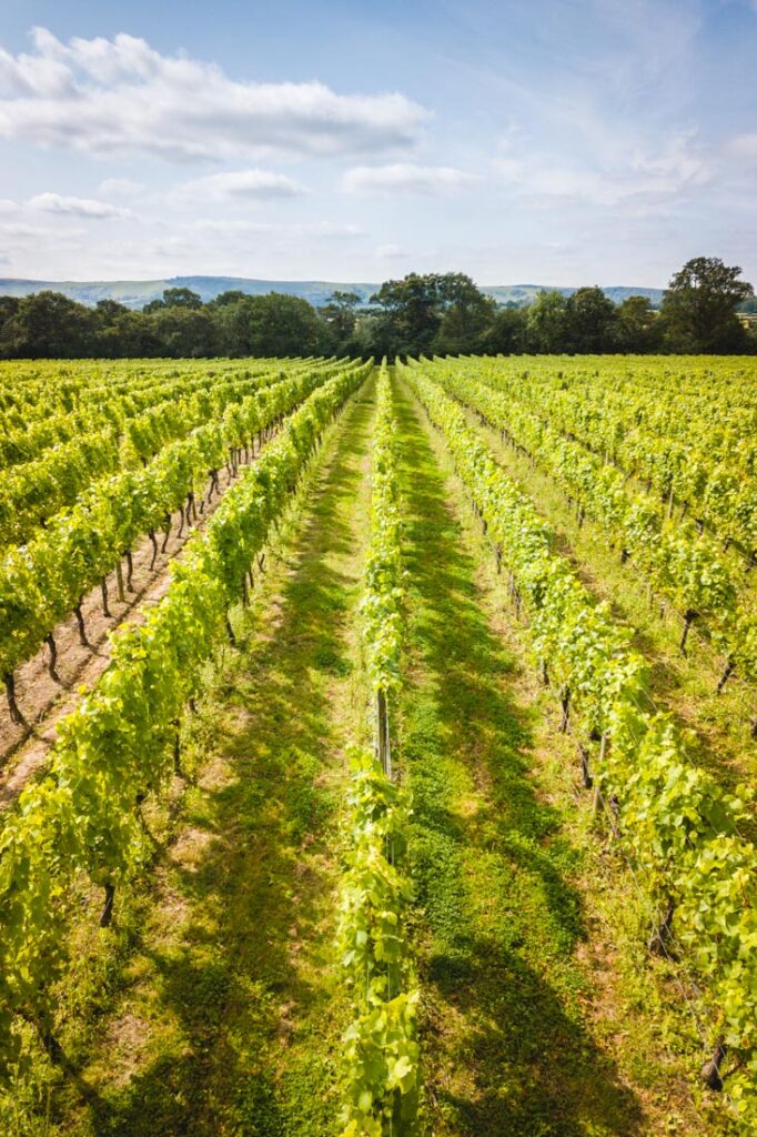 east sussex vineyards