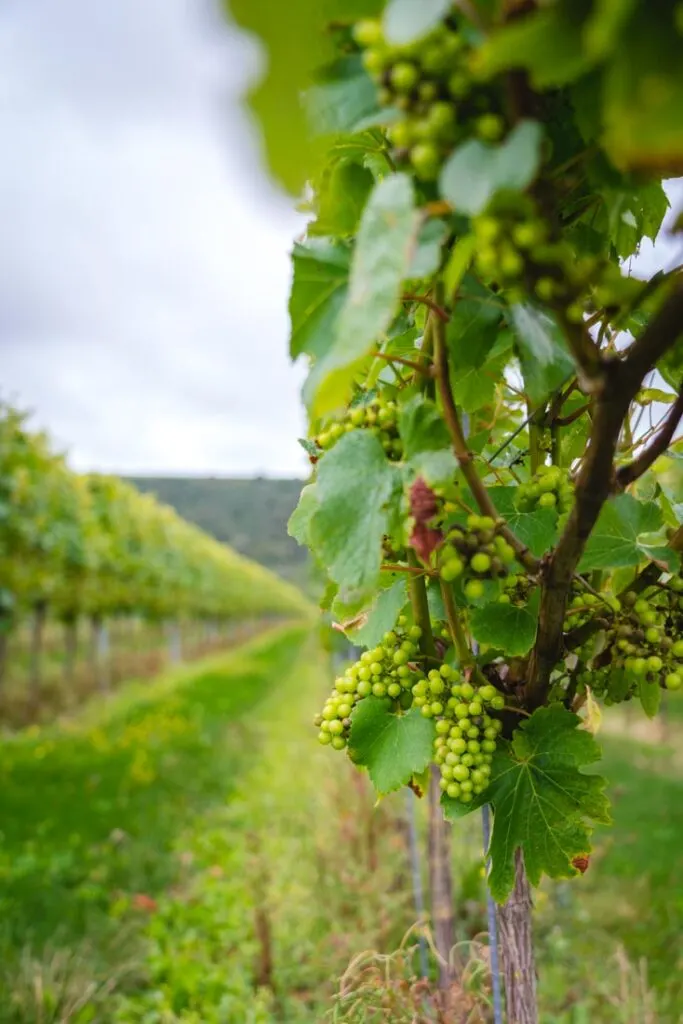 vineyards in england
