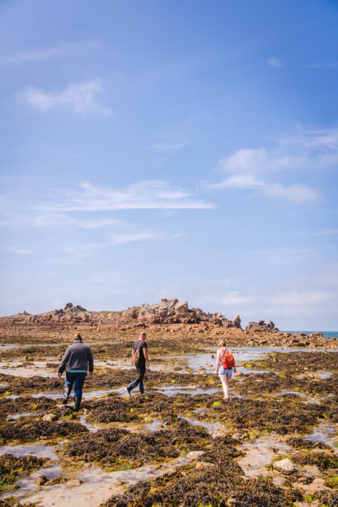 seaweed tour guernsey