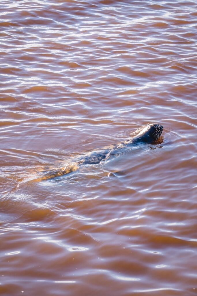 seals northumberland