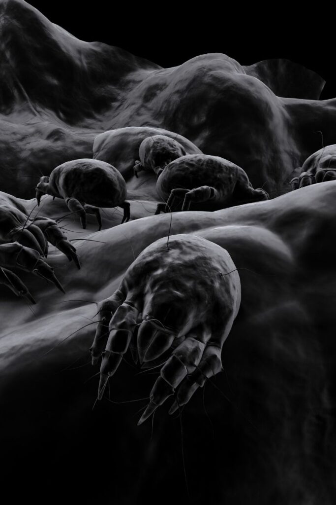 dust mites