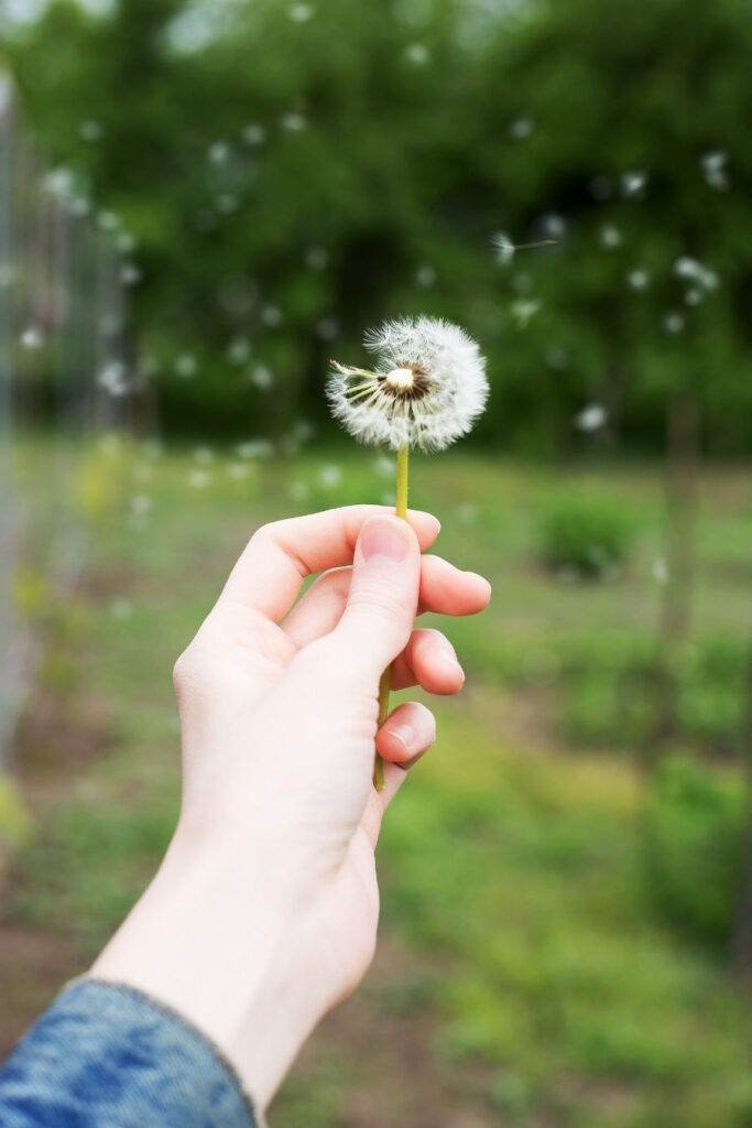 pollen