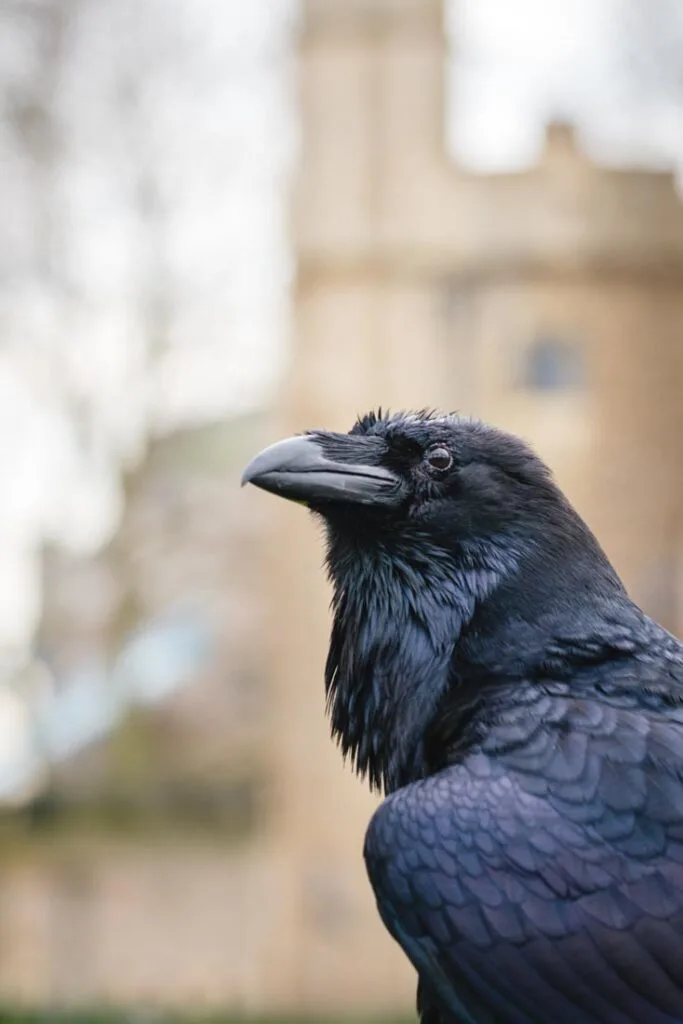 ravens at tower of london