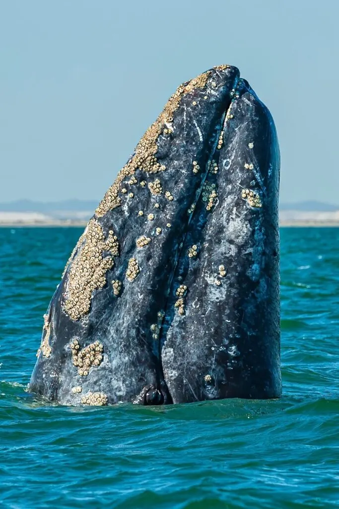 whale watching tour california