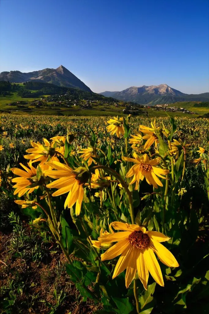 wildflowers crested butte
