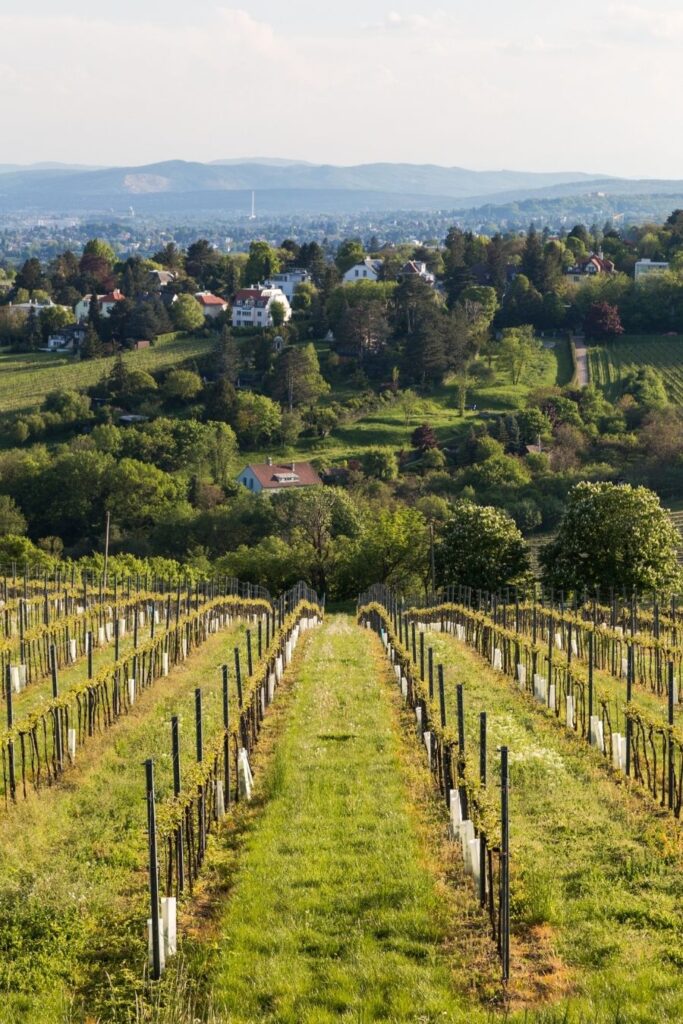 wine tasting austria