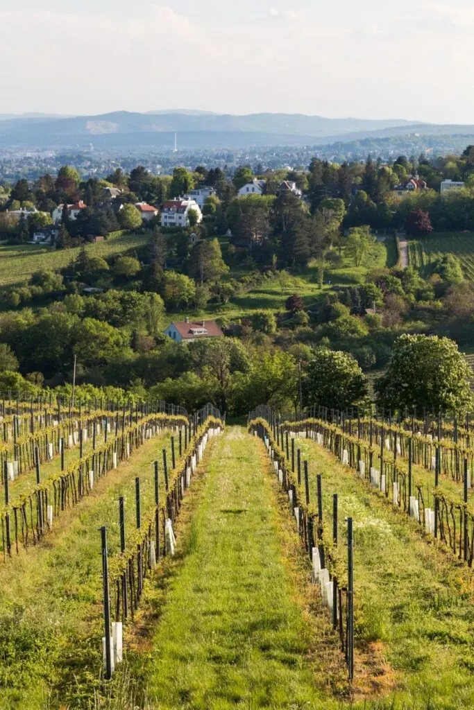 wine tasting austria