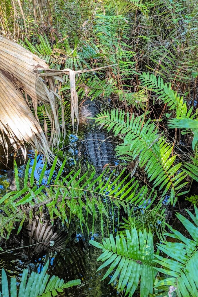 alligator six mile cypress slough