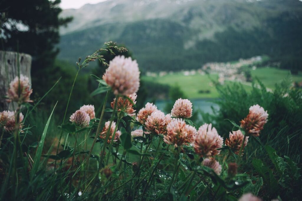 wildflowers in switzerland