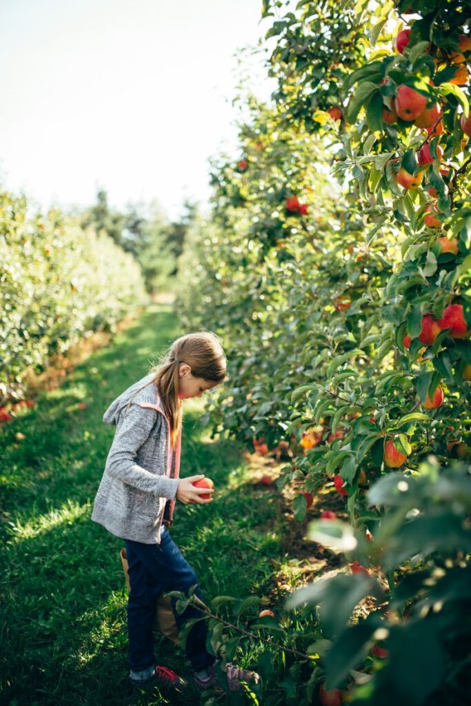 apple picking