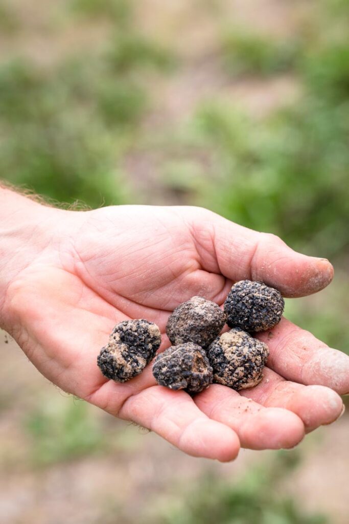 truffles