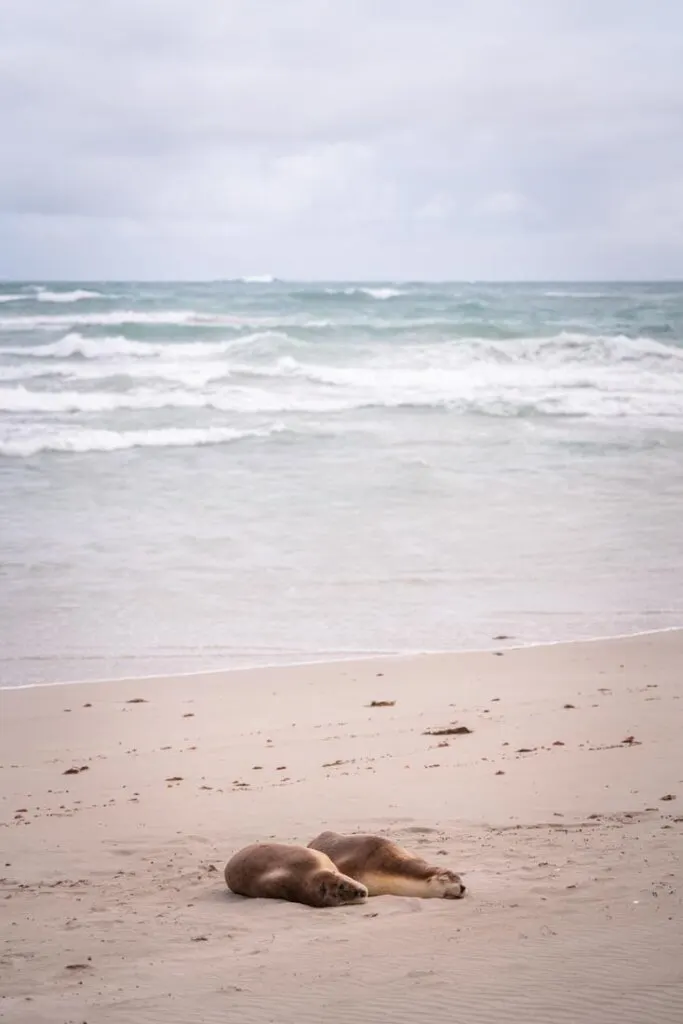 australian sea lions