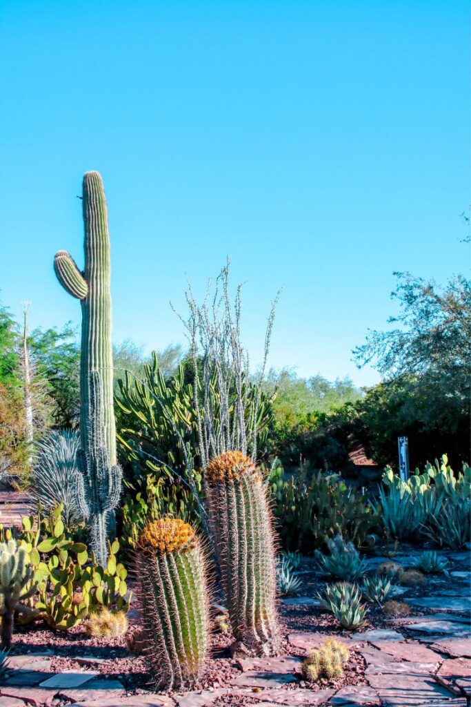 desert botanical gardens