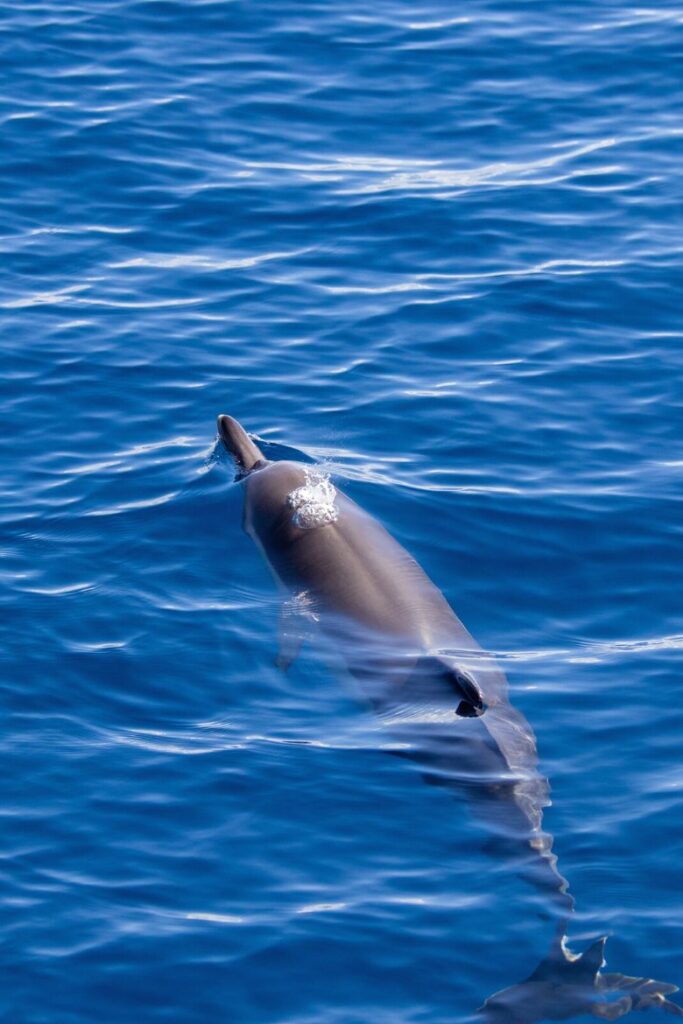 dolphin tour