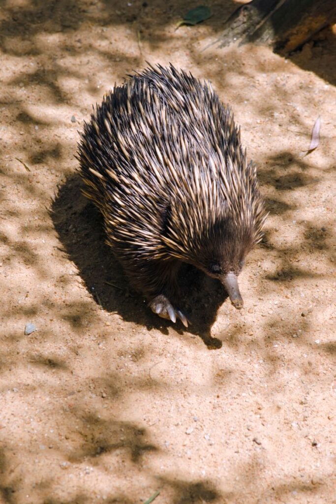 echidna