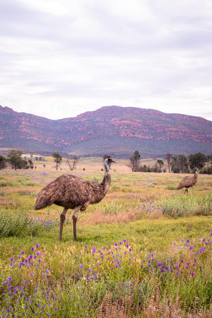 driving to flinders chase