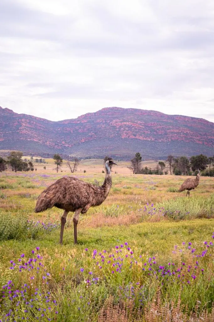 driving to flinders chase