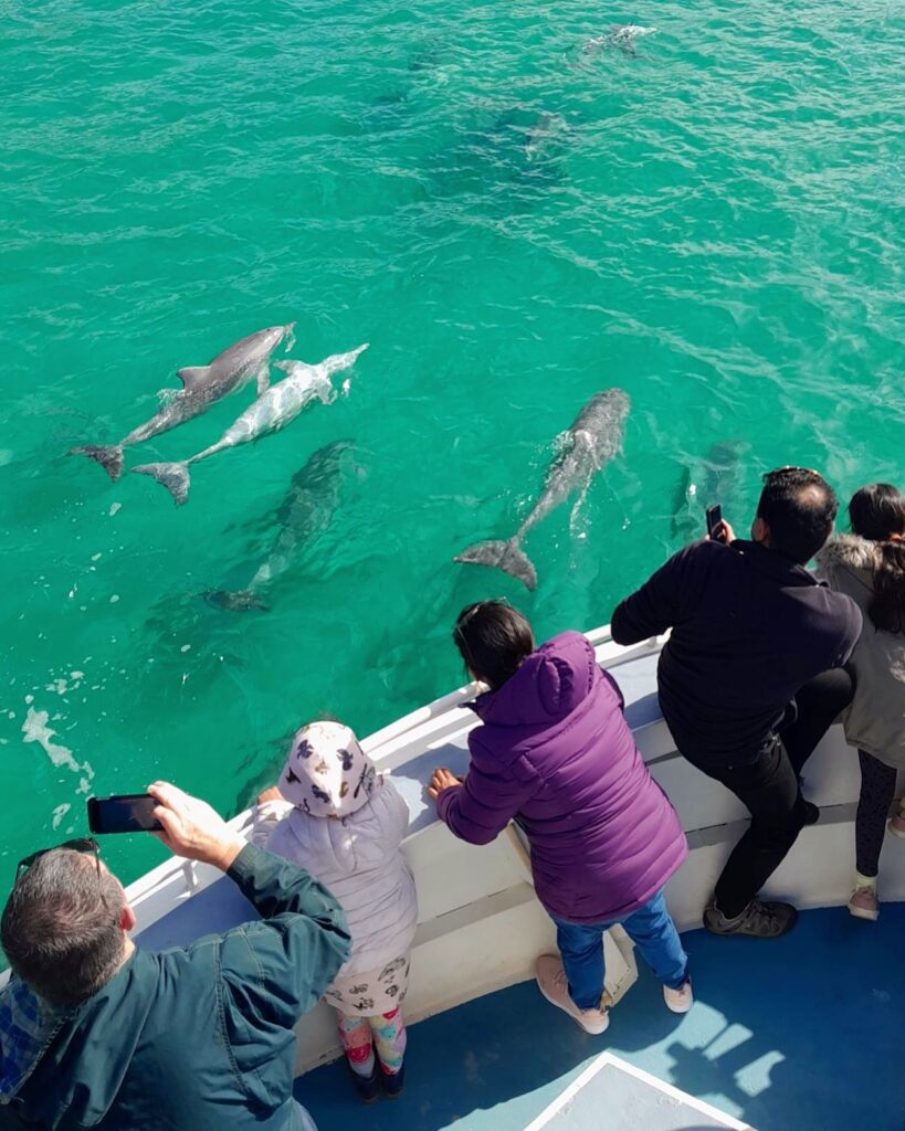 kangaroo island ocean safari