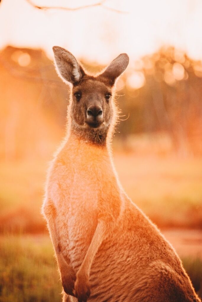 kangaroo island wildlife