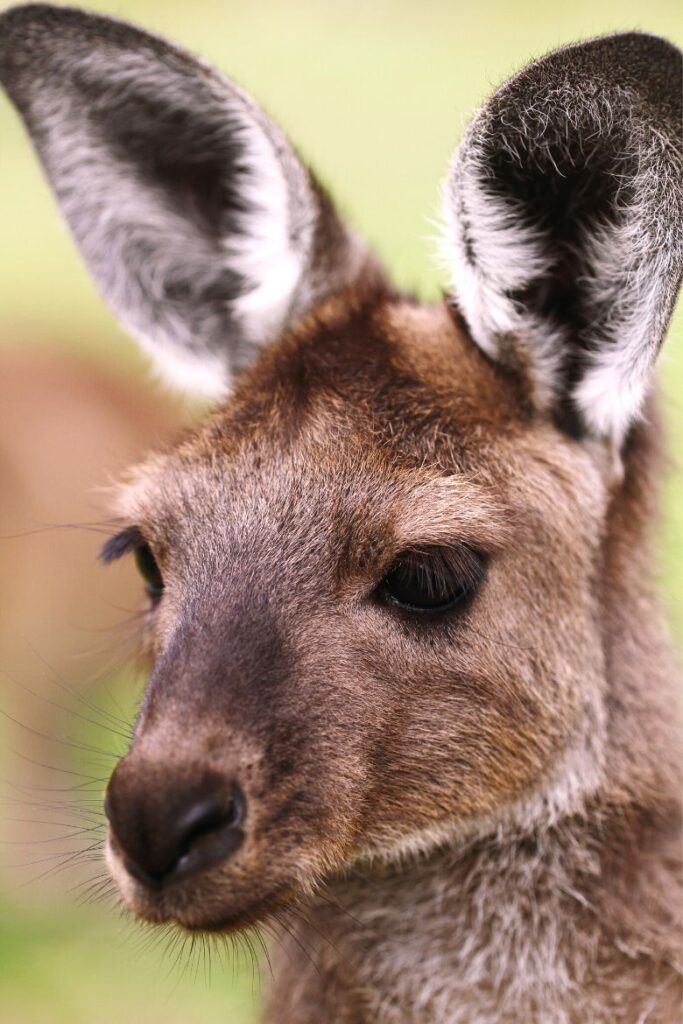 macropus fuliginosus fuliginosus