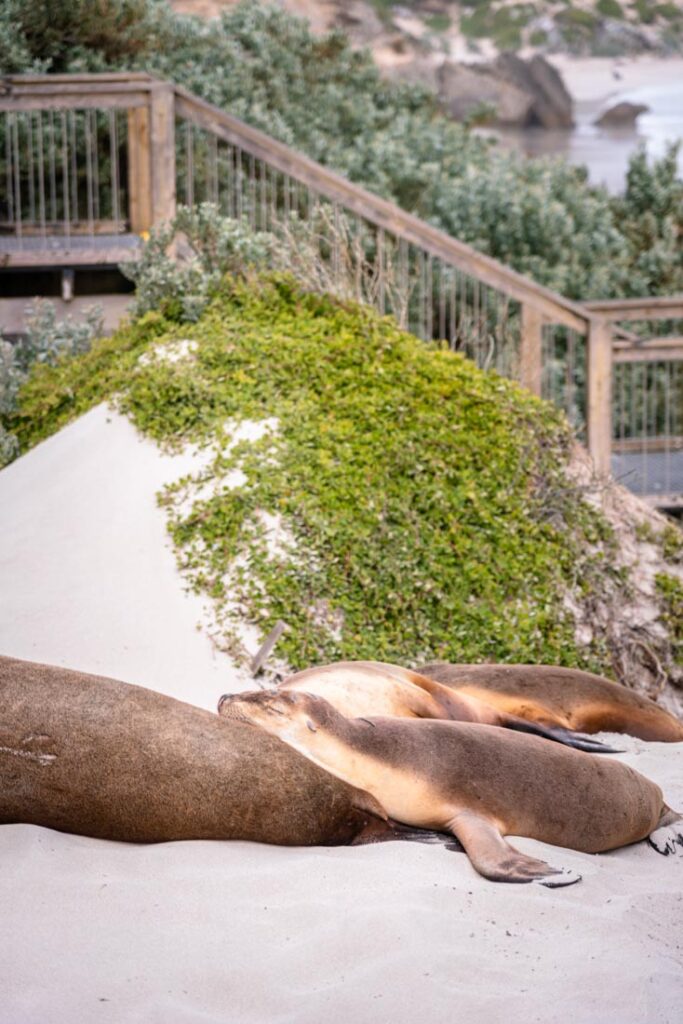 seal bay kangaroo island