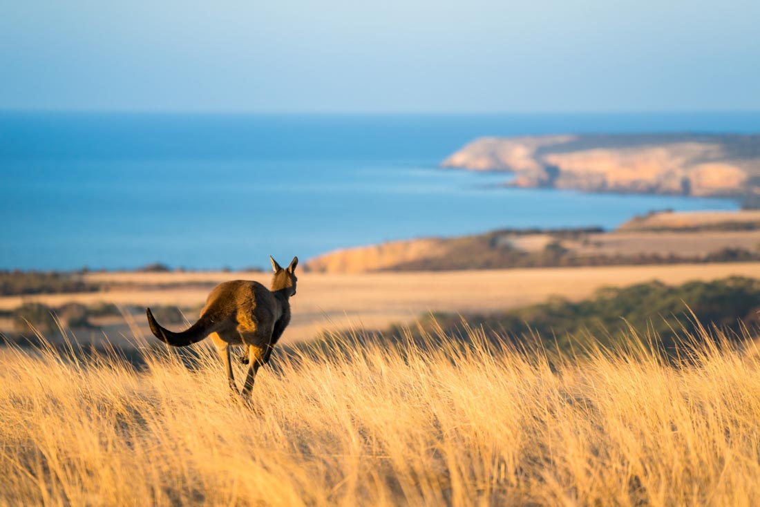 things to do in kangaroo island