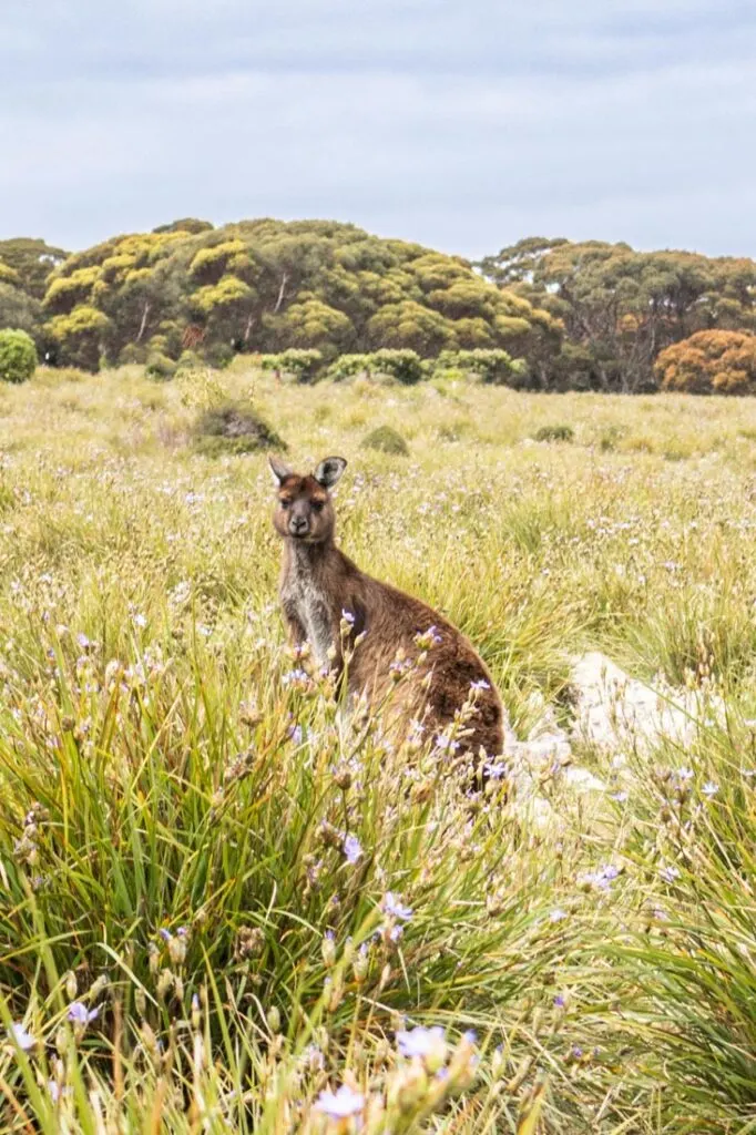 visit kangaroo island