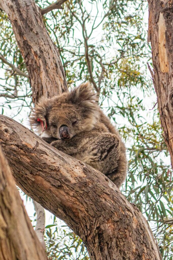 wildlife kangaroo island