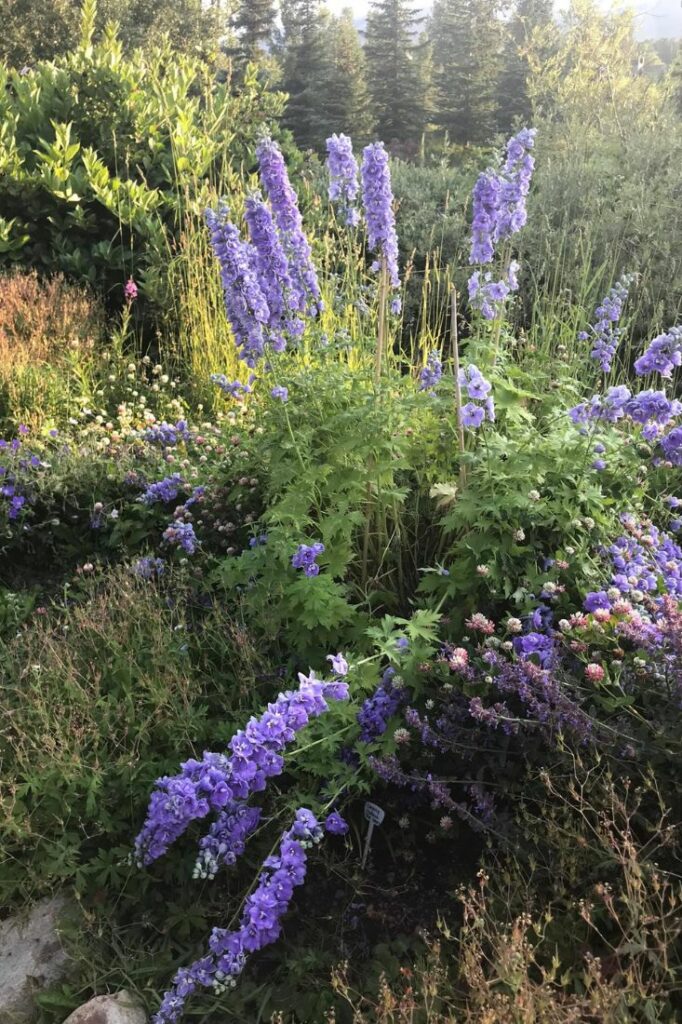 alpine gardens