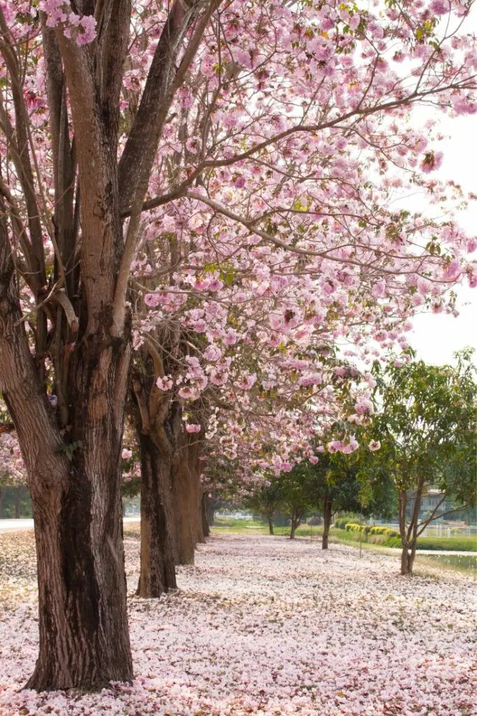 berlin cherry blossoms
