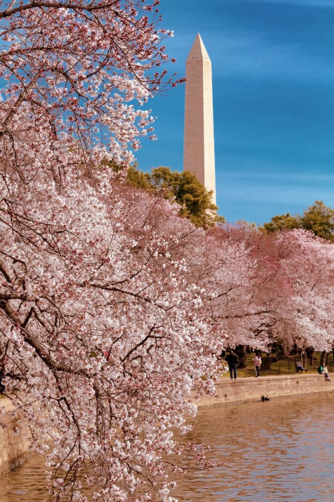 cherry blossom festival washington dc