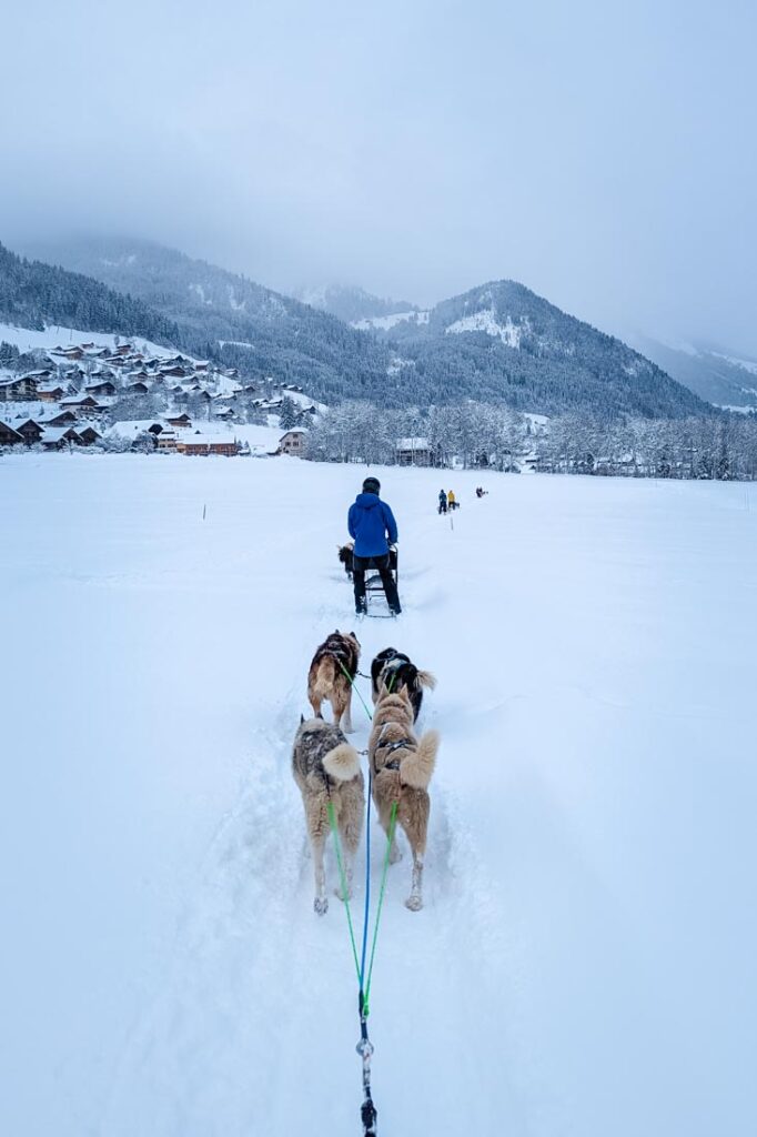 dog sledding portes du soleil