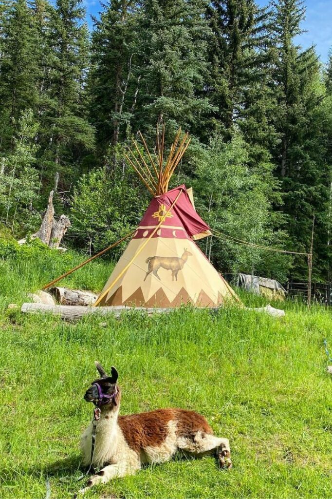 hiking with a llama