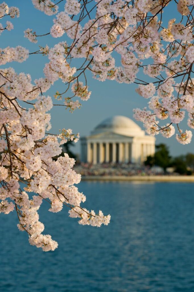 washington dc spring festival