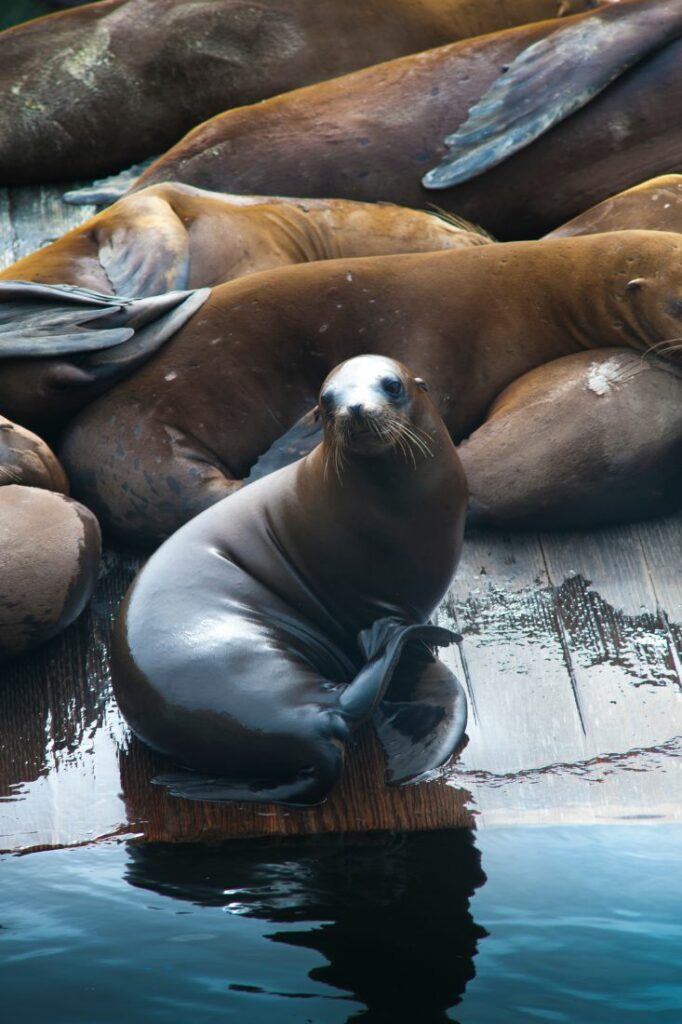 fishermans wharf