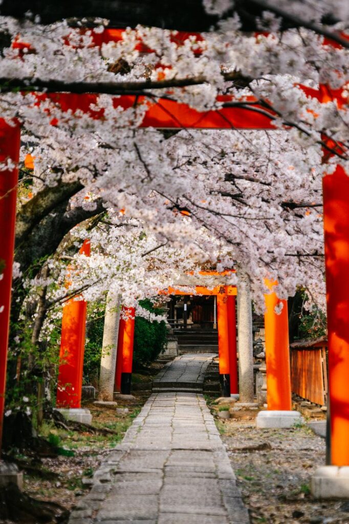 kyoto cherry blossom