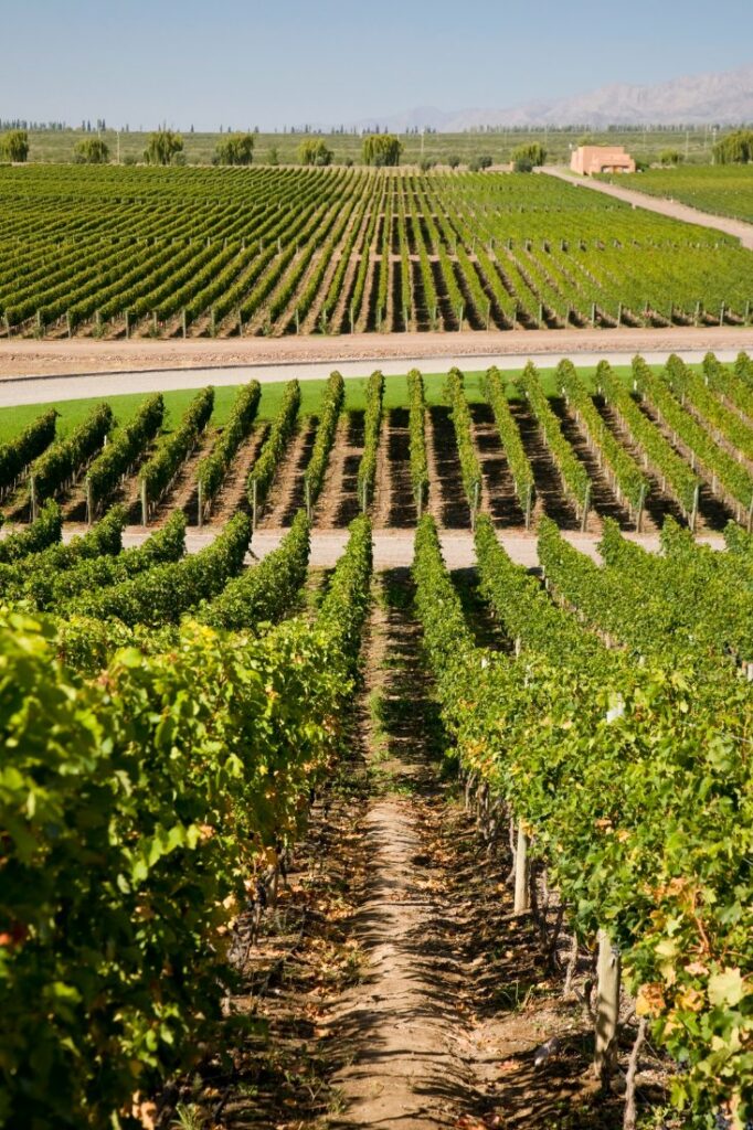 grapevine vineyards