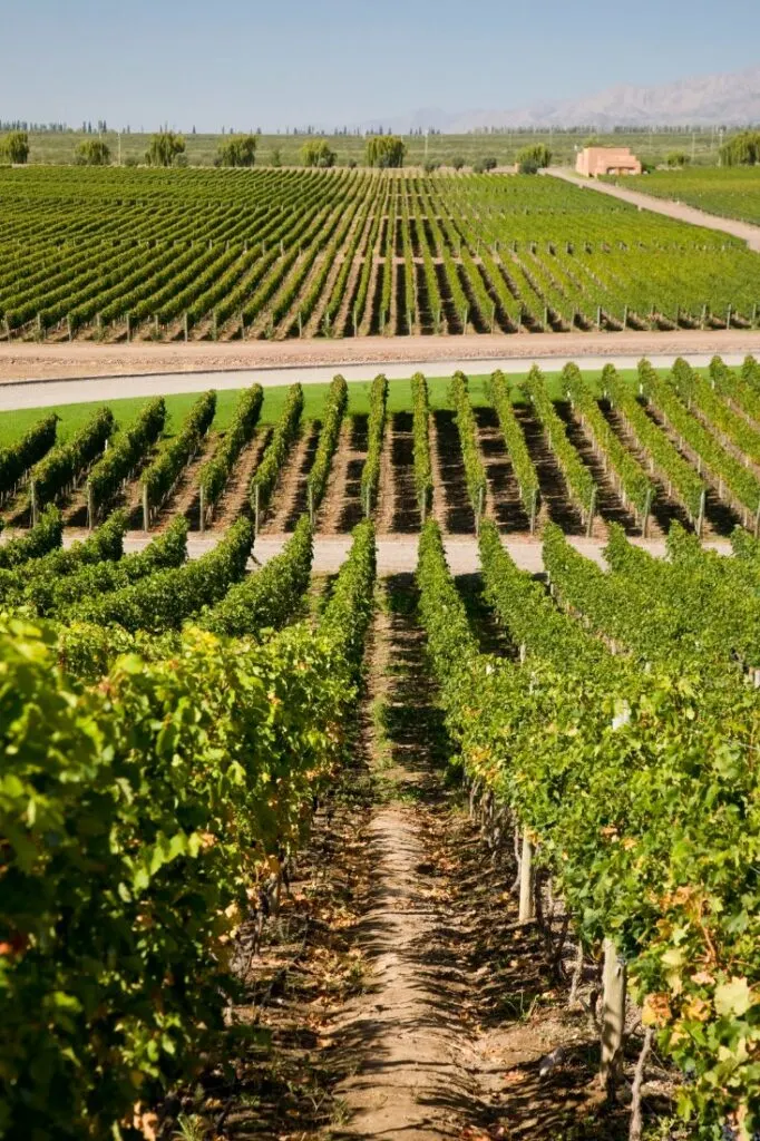 grapevine vineyards